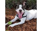 Adopt Latham a White - with Black Pit Bull Terrier / Mixed dog in Walnut Creek