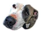 Adopt Cooper Jr a Brown/Chocolate - with White Pit Bull Terrier / Mixed dog in