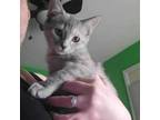 Adopt Lilibet a Gray or Blue Domestic Shorthair / Mixed cat in Harrisonburg