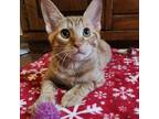 Adopt Ike a Orange or Red Domestic Shorthair / Mixed cat in Harrisonburg