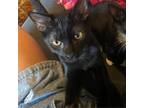 Adopt Amber a All Black Domestic Shorthair / Mixed cat in Harrisonburg