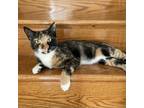 Adopt Mother Hen a Gray or Blue Domestic Shorthair / Mixed cat in Harrisonburg