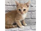 Adopt Harrison a Tan or Fawn Tabby Domestic Shorthair / Mixed cat in