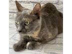 Adopt Paulameowlu a Gray or Blue Domestic Shorthair / Mixed cat in Harrisonburg