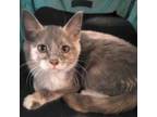 Adopt Sassafras a Gray or Blue Domestic Shorthair / Mixed cat in Harrisonburg