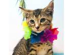 Adopt Raphael a Brown or Chocolate Domestic Shorthair / Mixed cat in