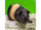 Adopt Motley a Guinea Pig small animal in Des Moines, IA (39069454)