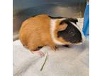 Adopt Lenny -- Bonded Buddies With Larry & Luigi a Guinea Pig small animal in