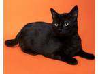 Adopt Vader a All Black Domestic Shorthair / Mixed (short coat) cat in