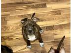 Adopt Malcolm - Firefly's a Brindle Terrier (Unknown Type