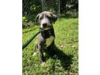 Adopt Diesel a Shar Pei / Labrador Retriever / Mixed dog in York, SC (38984319)