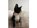 Adopt Oreo J a Black & White or Tuxedo Domestic Shorthair (short coat) cat in