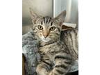 Adopt Agnes a Brown Tabby Domestic Shorthair / Mixed (short coat) cat in