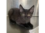 Adopt Dill a All Black Domestic Shorthair / Mixed (short coat) cat in