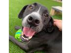 Adopt Cole a Black Boxer / Labrador Retriever / Mixed dog in Chattanooga