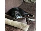 Adopt Piper a Black Mixed Breed (Medium) / Mixed dog in Wheeling, IL (39044244)