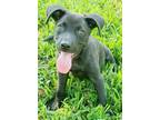 Adopt Gus a Black Labrador Retriever / Mixed dog in Hammonton, NJ (38988851)