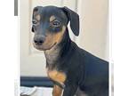 Adopt Pickles a Black - with Tan, Yellow or Fawn Dachshund / Miniature Pinscher