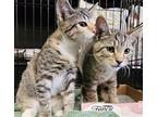 Adopt Campbell (and Winter White) a Brown Tabby Domestic Shorthair / Mixed