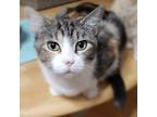Adopt Aster a Tan or Fawn Domestic Mediumhair / Mixed cat in Wichita