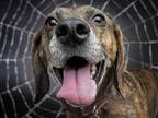 Adopt ADA a Plott Hound / Mixed dog in Denver, CO (39039808)