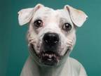 Adopt SNOWFLAKE a White Pit Bull Terrier / Mixed dog in Denver, CO (38956226)