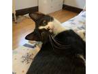 Adopt Max a All Black Domestic Shorthair / Mixed cat in Green Bay, WI (39168600)