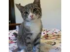 Adopt Miles a Gray or Blue Domestic Shorthair / Mixed cat in Green Bay