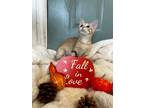 Adopt Bellini a Orange or Red Tabby Domestic Shorthair (short coat) cat in Sugar