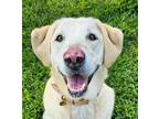 Adopt Ellie a Tan/Yellow/Fawn Labrador Retriever / Mixed dog in New York