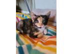 Adopt Sweet Pea a Tortoiseshell Calico / Mixed (short coat) cat in West End