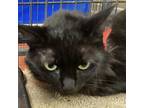 Adopt Shadow a All Black Domestic Mediumhair / Mixed cat in Montgomery