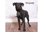 Adopt Amanda a Black Retriever (Unknown Type) / Mixed dog in Montgomery