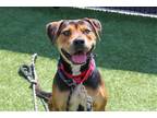 Adopt HALLER a Rottweiler / Mixed dog in Tustin, CA (39043684)