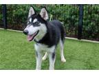 Adopt HARPER a Black Siberian Husky / Mixed dog in Tustin, CA (39062186)