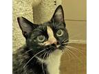 Adopt Lorena a Tortoiseshell Domestic Shorthair / Mixed (short coat) cat in