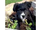 Adopt Lucy a Black Mixed Breed (Small) / Mixed dog in Memphis, TN (39008297)