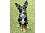 Adopt Chianti a Cattle Dog, Mixed Breed