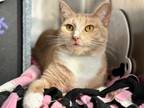 Adopt Mika a Domestic Shorthair / Mixed cat in New York, NY (39006782)