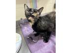 Dolly, Domestic Shorthair For Adoption In Manitowoc, Wisconsin