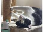 Quimby, Domestic Shorthair For Adoption In Cumberland, Maine