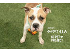 Godzilla, American Pit Bull Terrier For Adoption In Kansas City, Missouri