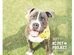 Nifty, American Pit Bull Terrier For Adoption In Kansas City, Missouri