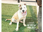 Lamar, American Pit Bull Terrier For Adoption In Kansas City, Missouri