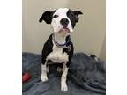 Ronni, American Pit Bull Terrier For Adoption In Kansas City, Missouri