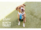 Drew, American Pit Bull Terrier For Adoption In Kansas City, Missouri