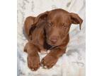 Adopt Abbie-ADOPTED a Brown/Chocolate - with White Labrador Retriever / Mixed