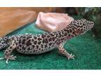 Cosmos, Gecko For Adoption In Slinger, Wisconsin
