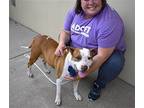Burrata, American Staffordshire Terrier For Adoption In Mckinney, Texas