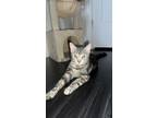 Millie, Domestic Shorthair For Adoption In Richmond, Virginia